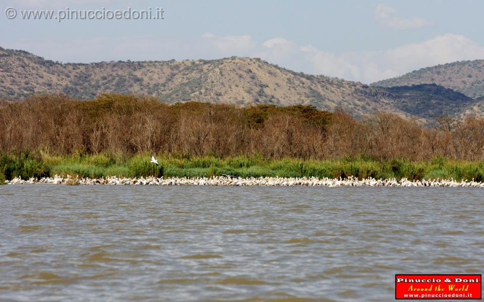 Ethiopia - Lago Chamo - Pellicani - 03.jpg